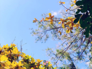 gooutwalkwalk_redang_sky